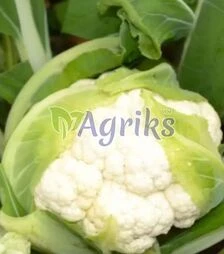 Насіння цвітної капусти ТС 19-1403 F1, п.о. 1 тис. насінин (Solare Sementi)