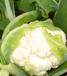 Насіння цвітної капусти ТС 19-1403 F1, п.о. 2,5 тис. насінин (Solare Sementi)