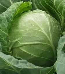 Семена капусты Тюркис, 500 г (Коуэлл)