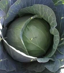 Насіння білоголової капусти Унікат F1, п.о. 2,5 тис. насінин (Semo)