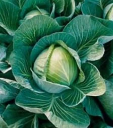 Семена белокочанной капусты Харикейн F1, п.е. 2,5 тыс. семян (Bejo)