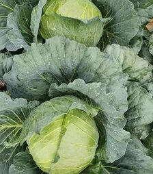 Семена белокочанной капусты Шаны F1, п.е. 1 тыс. семян (Sakata)