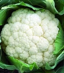 Семена цветной капусты Форталеза F1, п.е. 2,5 тыс. семян (Seminis)