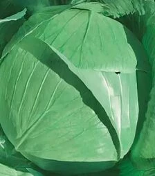 Семена белокочанной капусты Харьковская зимняя, 500 г (Коуэл)