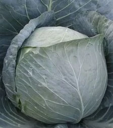 Семена белокочанной капусты Браво F1, п.е. 10 тыс. семян (Clause)