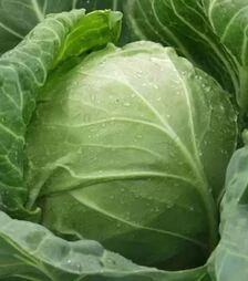 Семена белокочанной капусты Сир F1, п.е. 10 тыс. семян (Clause)