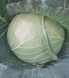 Семена белокочанной капусты CRX 16102 F1, п.е. 2,5 тыс. семян (Cora Seeds)