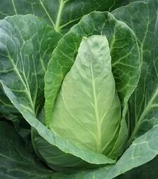 Семена капусты Экспресс, 500 г (Коуэлл)