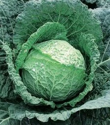 Насіння капусти Есторіл F1, п.о. 1000 насінин (Sakata)