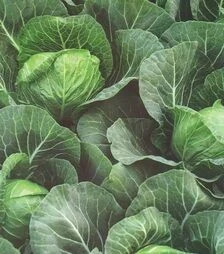 Насіння капусти Заріссіма F1, п.о. 2500 насінин (Rijk Zwaan)