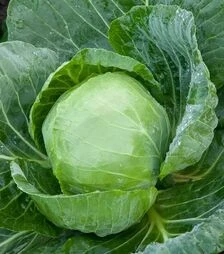 Насіння капусти Адема F1, п.о. 2500 насінин (Rijk Zwaan)