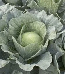 Семена капусты Топма F1, п.е. 2500 семян (Rijk Zwaan)