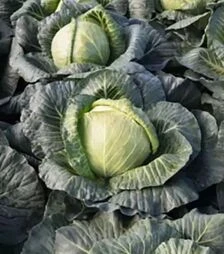 Семена капусты Краутман F1, п.е. 2500 семян (Bejo)