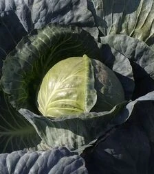 Насіння капусти Магіон F1, п.о. 2500 насінин (Moravoseed)