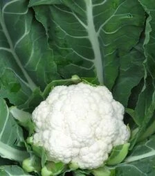 Насіння капусти Майбах F1, п.о. 1000 насінин (Clause)