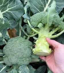 Семена капусты Макларен F1, п.е. 2500 семян (Syngenta)