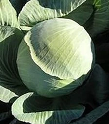 Семена капусты Жемчужина F1, п.е. 10 тыс семян (Nasko)