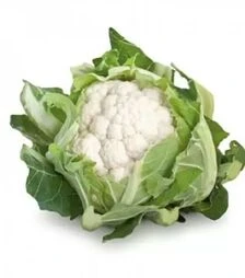 Семена капусты Сантамария F1, п.е. 2500 семян (Rijk Zwaan)