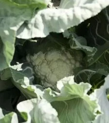 Насіння капусти Церсі F1, п.о. 2500 насінин (Rijk Zwaan)