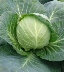 Семена капусты Калибро F1, п.е. 10 тыс семян (Moravoseed)