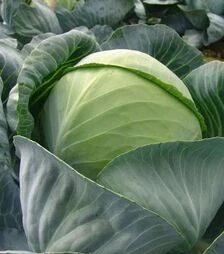 Семена капусты Арос F1, п.е. 10 тыс семян (Moravoseed)