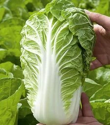 Семена капусты Маноко F1, п.е. 10 тыс семян (Bejo)