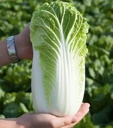 Семена капусты Белко F1, п.е. 10 тыс семян (Bejo)