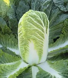 Семена капусты Базуко F1, п.е. 10 тыс семян (Bejo)