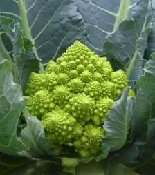 Семена капусты Пунтоверде F1, п.е. 2500 семян (Rijk Zwaan)