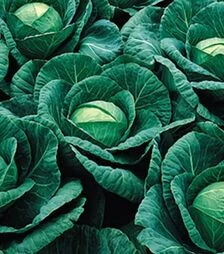 Семена капусты Ринда F1, п.е. 2500 семян (Seminis)