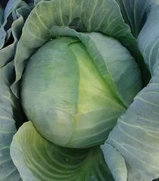 Семена капусты Таргет F1, 1 кг (Moravoseed)