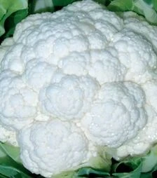 Семена капусты Фридом F1, п.е. 1000 семян (Seminis)