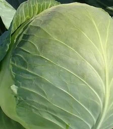 Семена капусты Бригадир F1, п.е. 2500 семян (Clause)