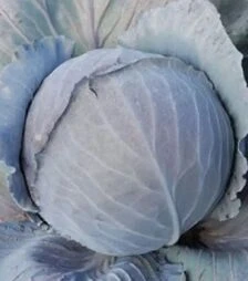 Семена капусты Редской F1, п.е. 2500 семян (Clause)