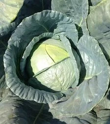 Насіння капусти Баланс F1, п.о. 2500 насінин (Spark Seeds)