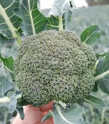 Семена капусты Корос F1, п.е. 2500 семян (Clause)