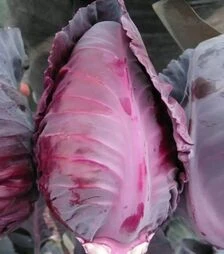 Семена капусты Тинти F1, п.е. 2500 семян (Hazera)