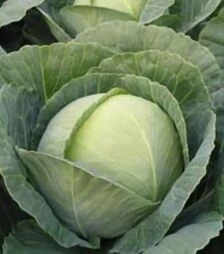 Семена капусты Томас F1, п.е. 2500 семян (Bejo)