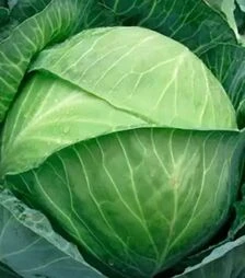 Семена капусты Тореодор F1, п.е. 2500 семян (Syngenta)