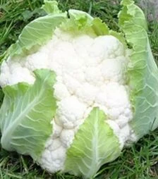 Семена капусты Трайдент F1, п.е. 2500 семян (Syngenta)