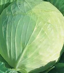 Семена капусты Украинская осень, 500 г (Коуэлл)