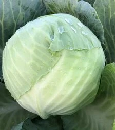 Семена капусты Фанси F1, п.е. 2500 семян (Spark Seeds)