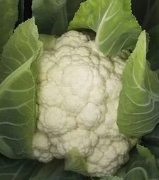 Семена капусты Фарго F1, п.е. 2500 семян (Bejo)