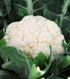 Насіння капусти Феррара F1, п.о. 2500 насінин (Hazera)