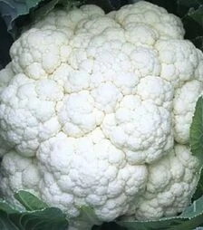 Семена капусты СВ 5818 АС F, п.е. 2500 семян (Seminis)