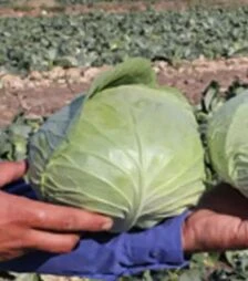 Семена капусты Церокс F1, п.е. 2500 семян (Bejo)