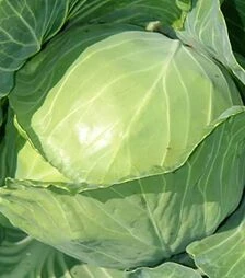 Семена капусты Чамп F1, п.е. 2500 семян (Seminis)