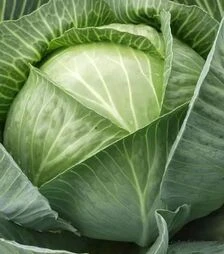 Семена капусты Каунт F1, п.е. 10 тыс семян (Clause)
