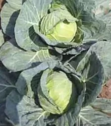 Семена капусты Чита F1, п.е. 2500 семян (Takii Seed)