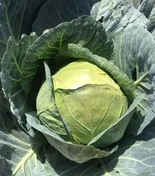 Насіння білоголової капусти Індіана F1, п.о. 2500 насінин (Spark Seeds)